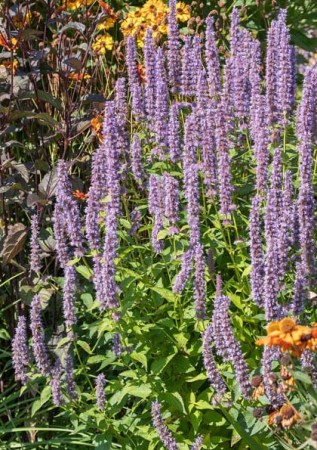 AGASTACHE rugosa Blue Spike